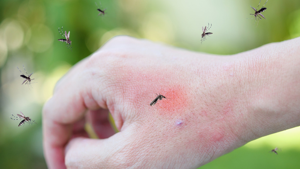 Sintomas da Dengue, Zika ou Chikungunya? Fique em alerta! Sintomas da Dengue, Zika ou Chikungunya? Fique em alerta!